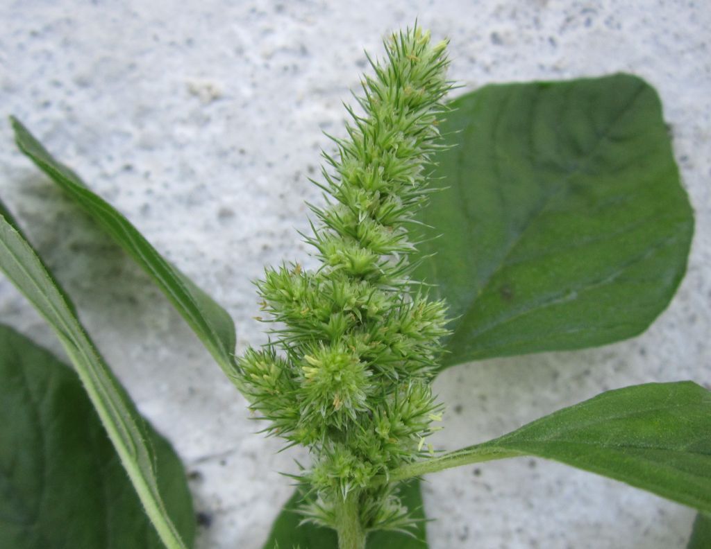 Amaranth seed pod up close